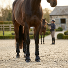 Horse wearing support boots in riding arena